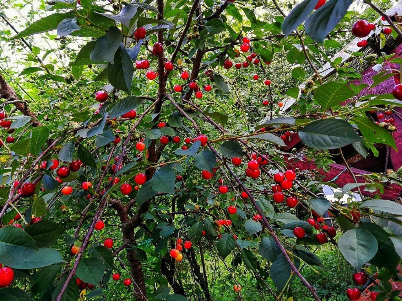 Paradise Garden 塞拉耶佛 外观 照片