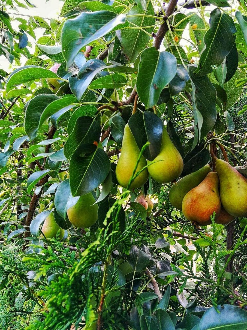 Paradise Garden 塞拉耶佛 外观 照片