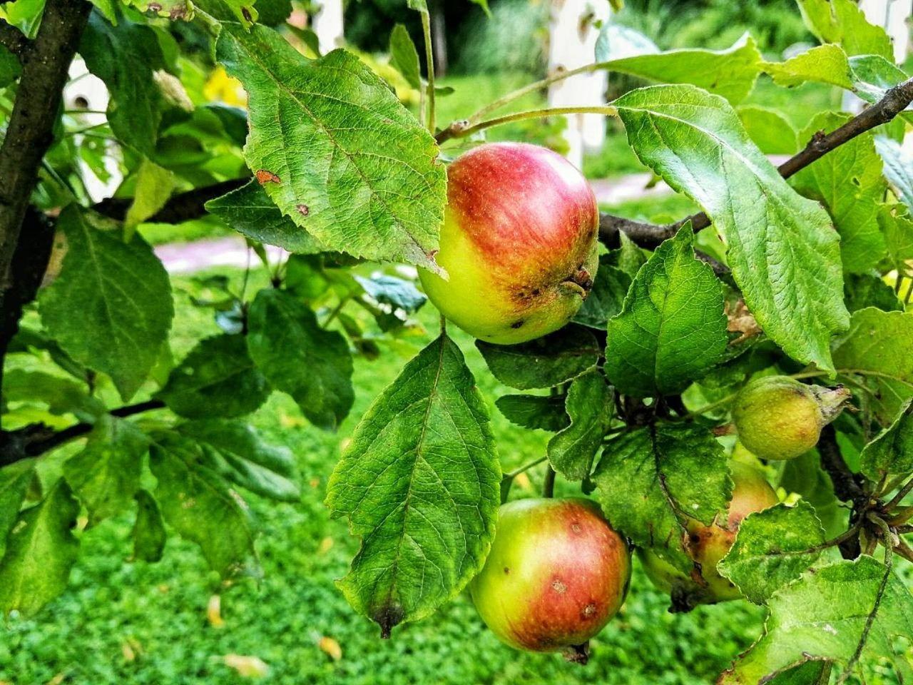 Paradise Garden 塞拉耶佛 外观 照片