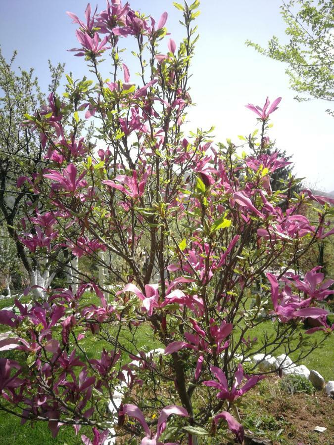 Paradise Garden 塞拉耶佛 外观 照片